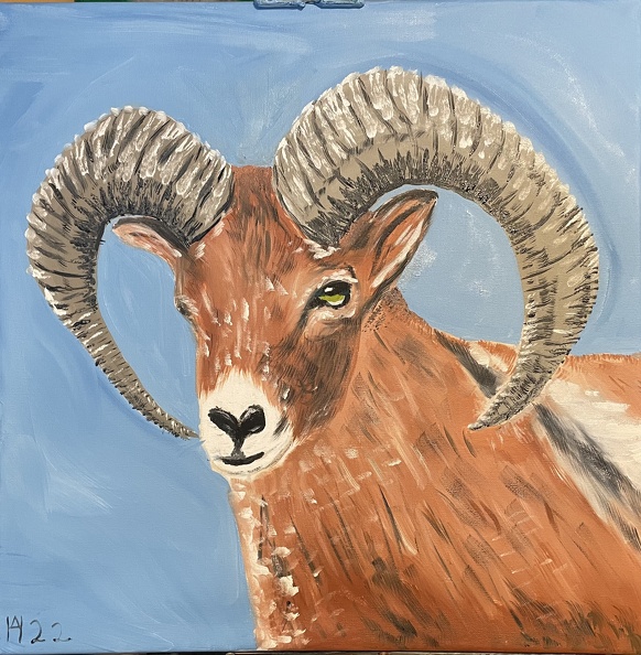 Das Mufflon auf der Insel Rügen