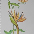 Strelizie mit Orchidee