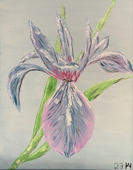 Iris