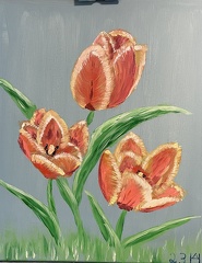 3 Tulpen