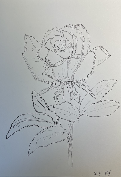 Rose.jpg