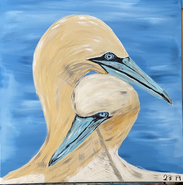 Baßtölpel auf Helgoland