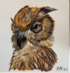 Portrait Eule