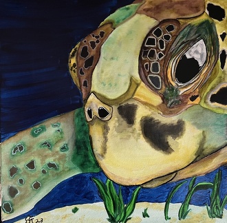 Schildkröte Portrait