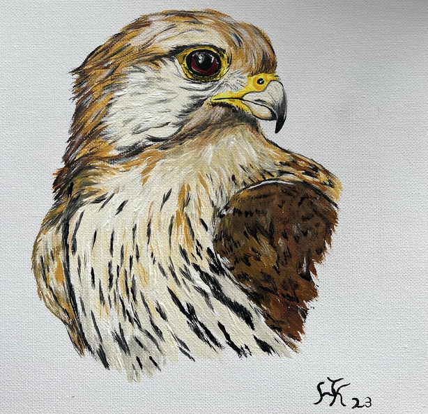 Turmfalke Portrait