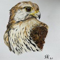 Turmfalke Portrait