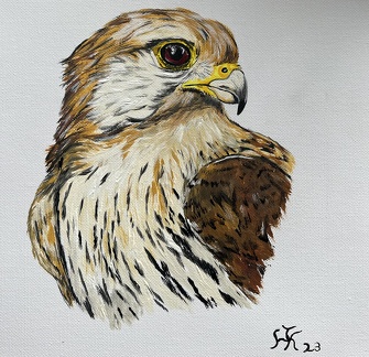 Turmfalke Portrait