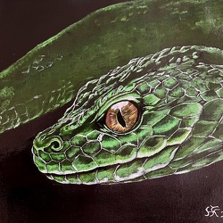 Tiere / Tierportraits